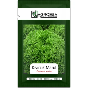 Kıvırcık Marul Tohumu 3000 Adet