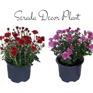 Serada Decor Plant Kasımpatı Kırmızı-Sarı 2 Adet Set8 Saksıda Krizantem(Chrysanthemum)İç Mekan