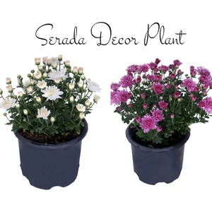 Serada Decor Plant Kasımpatı Beyaz-Sarı 2 Adet Set4 Saksıda Krizantem(Chrysanthemum)İç Mekan