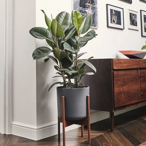 Serada Decor Plant Kauçuk Çiçeği 2'li 80-100 Cm