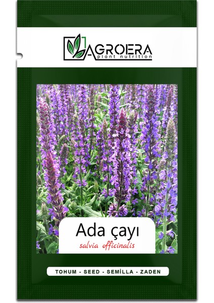 Adaçayı Çiçek Tohumu (Salvia Officinalis) 50 Adet