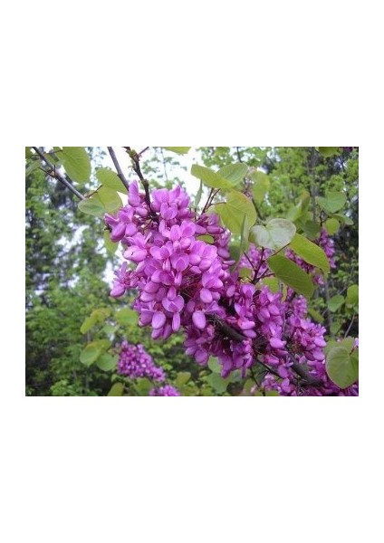 Tüplü Erguvan Ağacı (Cercis Siliquastrum) Fidanı (35-45 cm Boy Tüplü]