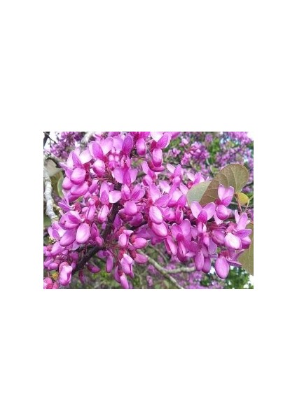 Tüplü Erguvan Ağacı (Cercis Siliquastrum) Fidanı (35-45 cm Boy Tüplü]