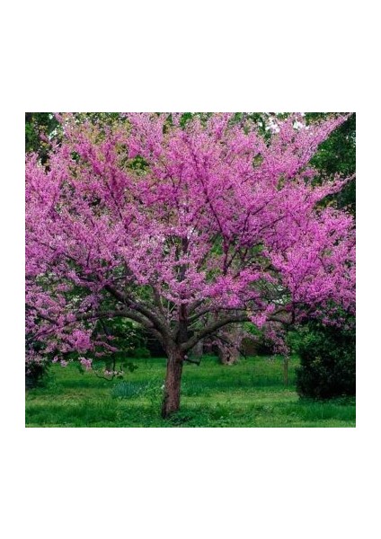 Tüplü Erguvan Ağacı (Cercis Siliquastrum) Fidanı (35-45 cm Boy Tüplü]
