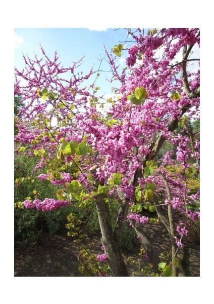 Tüplü Erguvan Ağacı (Cercis Siliquastrum) Fidanı (35-45 cm Boy Tüplü]