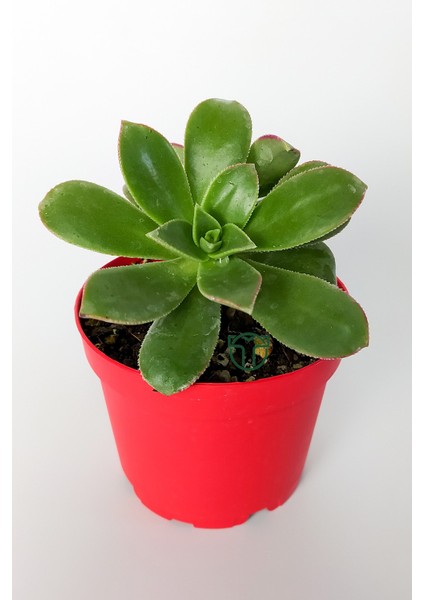 Toptan Kaktüs Aeonium Haworthii Sukulent Satın Al 8.5 cm Kırmızı Saksıda