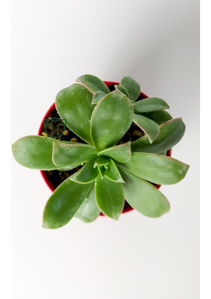 Toptan Kaktüs Aeonium Haworthii Sukulent Satın Al 8.5 cm Kırmızı Saksıda