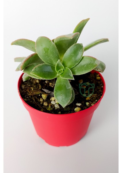 Toptan Kaktüs Aeonium Haworthii Sukulent Satın Al 8.5 cm Kırmızı Saksıda