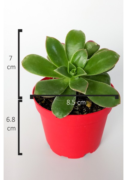 Toptan Kaktüs Aeonium Haworthii Sukulent Satın Al 8.5 cm Kırmızı Saksıda