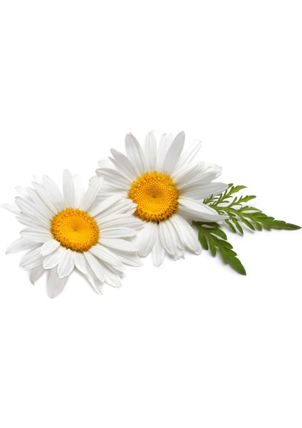 Alman Papatyası Sirkesi / German Chamomile Vinegar (Doğal Ferm. Canlı Sirke / Nat. Ferm. / 500 Ml) fiyatları