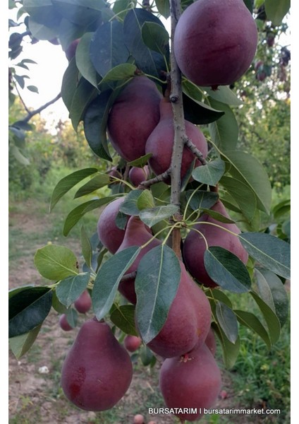 Starkrimson Kırmızı Armut Fıdanı Aşılı 2yaş Tüplü 150CM<