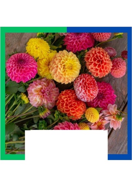 Yıldız Çiçeği (Dahlia) Soğanı - Karışık (Tek Yumru) 50 Adet