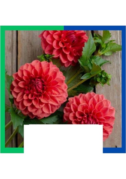 Yıldız Çiçeği (Dahlia) Soğanı - Turuncu (Tek Yumru) 10 Adet