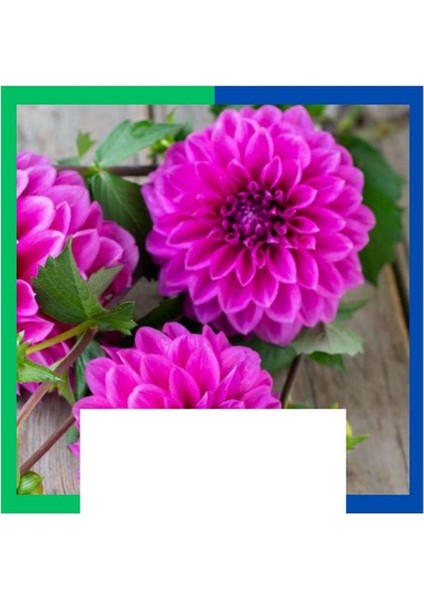 Yıldız Çiçeği (Dahlia) Soğanı - Pembe (Tek Yumru) 50 Adet