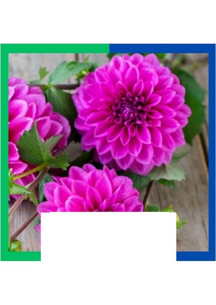 Yıldız Çiçeği (Dahlia) Soğanı - Pembe (Tek Yumru) 25 Adet