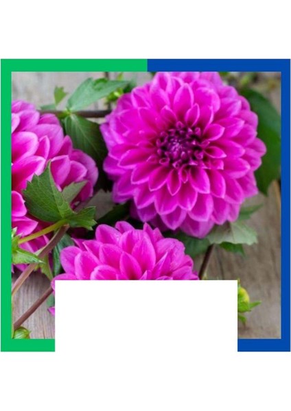 Yıldız Çiçeği (Dahlia) Soğanı - Pembe (Tek Yumru) 10 Adet