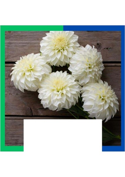 Yıldız Çiçeği (Dahlia) Soğanı - Beyaz (4-5 Yumru) 3 Kök