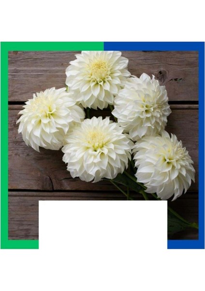 Yıldız Çiçeği (Dahlia) Soğanı - Beyaz (4-5 Yumru) 1 Kök