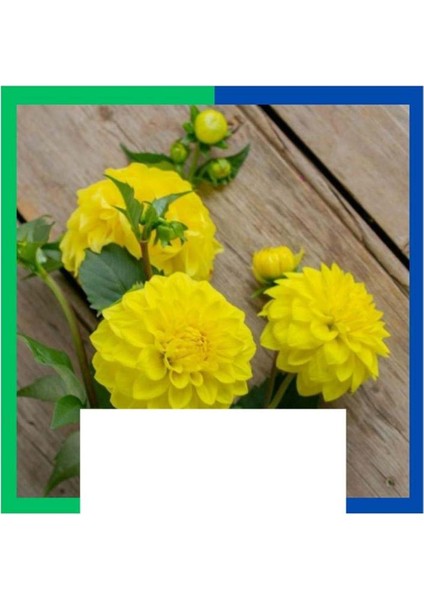 Yıldız Çiçeği (Dahlia) Soğanı - Sarı (Tek Yumru) 10 Adet