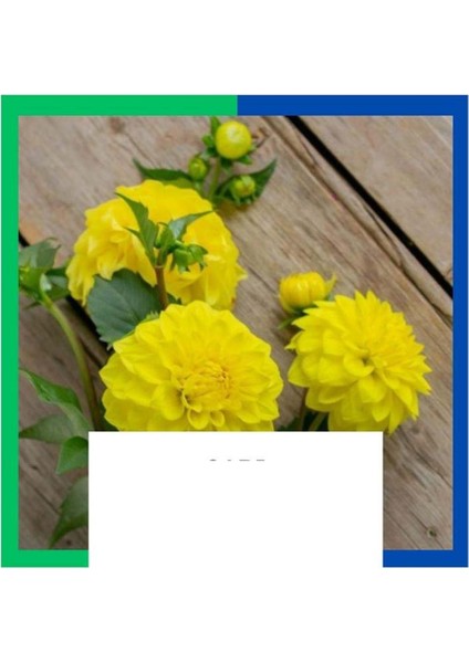 Yıldız Çiçeği (Dahlia) Soğanı - Sarı (4-5 Yumru) 1 Kök