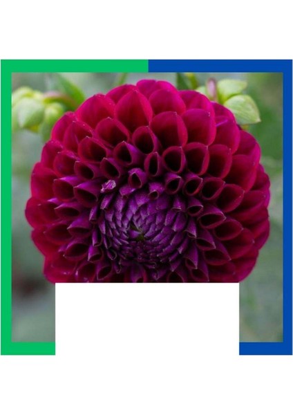 Yıldız Çiçeği (Dahlia) Soğanı - Kırmızı (Tek Yumru) 10 Adet