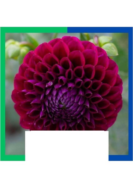 Yıldız Çiçeği (Dahlia) Soğanı - Kırmızı (Tek Yumru) 5 Adet