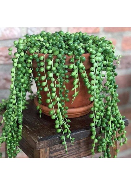 Askılı Tesbih Çiçeği