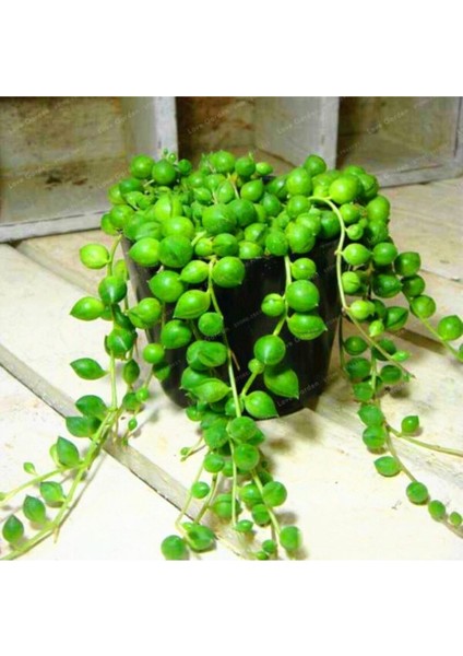 Askılı Tesbih Çiçeği fiyatları