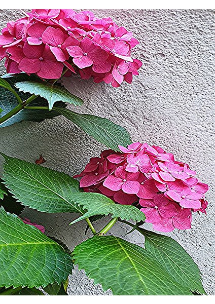 Canlı Pembe Ortanca Çiçeği fiyatları