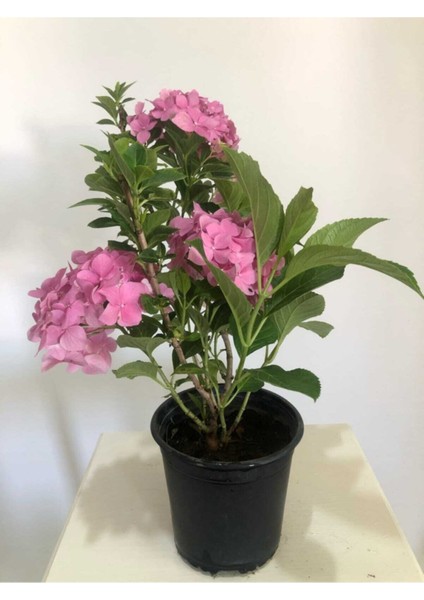 Canlı Pembe Ortanca Çiçeği modelleri