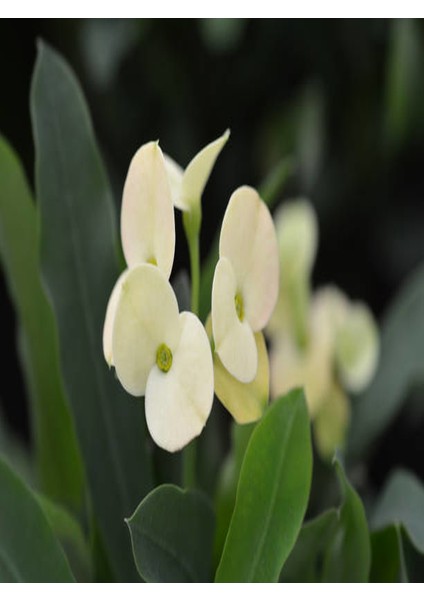 Euphorbia Milii White Dikenler Tacı Beyaz Ev Ofis Salon İç Mekan Bitkisi - 25 Cm