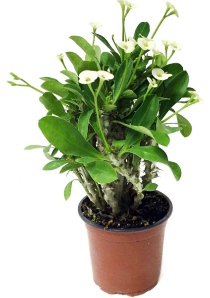 Euphorbia Milii White Dikenler Tacı Beyaz Ev Ofis Salon İç Mekan Bitkisi - 25 Cm fiyatları