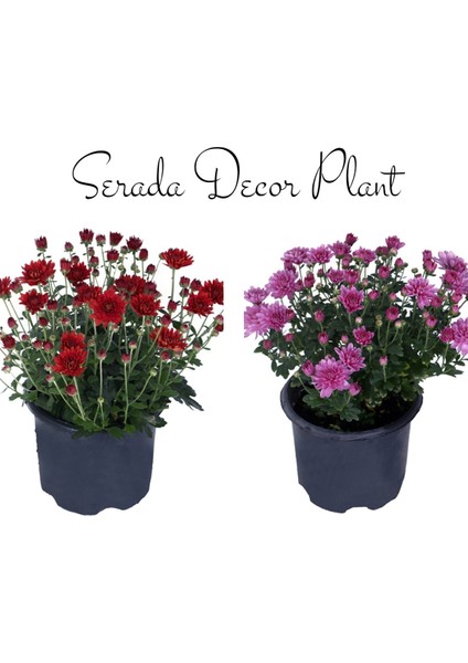 Kasımpatı Kırmızı-Sarı 2 Adet Set8 Saksıda Krizantem(Chrysanthemum)İç Mekan