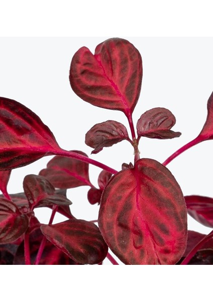 Atatürk Çiçeği İç Mekan Bitkisi (Ponsetya Çiçeği) fiyatları