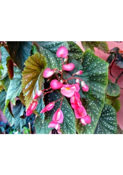 Saksılı Çilli Begonya Çiçeği Fıdanı 40 Cm Saksılı