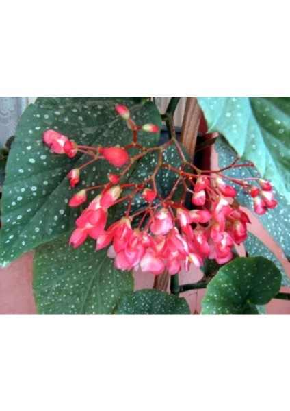 Saksılı Çilli Begonya Çiçeği Fıdanı 40 Cm Saksılı fiyatları