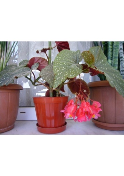 Saksılı Çilli Begonya Çiçeği Fıdanı 40 Cm Saksılı modelleri