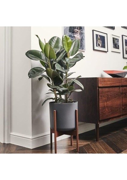Kauçuk Çiçeği 2'li 80-100 Cm