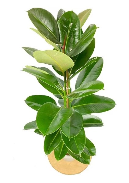 Kauçuk Çiçeği 2'li 80-100 Cm