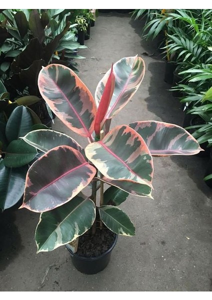 Pembe Alacalı Kauçuk Çiçeği - Ev Ofis Salon Iç Mekan Bitkisi 65-70 Cm fiyatları