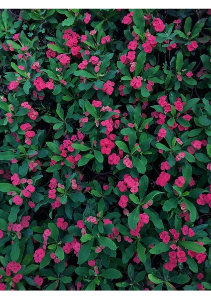 Kırmızı Renk Milli dikenler Tacı Çiçeği 1 ADET Saksılı 15-20cm