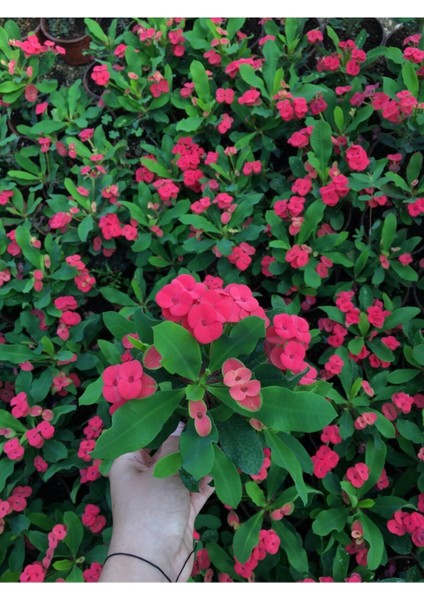 Kırmızı Renk Milli dikenler Tacı Çiçeği 1 ADET Saksılı 15-20cm fiyatları