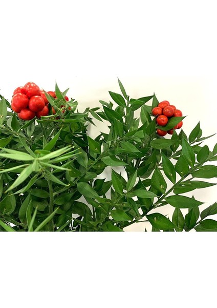 Tradescantia Nanouk Pembe Telgraf Çiçeği Ithal 12.Cm.Büyük Boy Saksıda modelleri