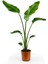 Starliçe Nicolai (Strelitzia Nicolai) 100-120CM 1