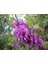 Tüplü Erguvan Ağacı (Cercis Siliquastrum) Fidanı (35-45 cm Boy Tüplü] 1