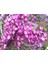 Tüplü Erguvan Ağacı (Cercis Siliquastrum) Fidanı (35-45 cm Boy Tüplü] 2