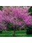 Tüplü Erguvan Ağacı (Cercis Siliquastrum) Fidanı (35-45 cm Boy Tüplü] 3