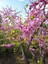 Tüplü Erguvan Ağacı (Cercis Siliquastrum) Fidanı (35-45 cm Boy Tüplü] 4