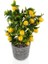 Rüzgar Yapay Çiçekçilik 35 cm Limon Ağacı 1