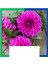Yıldız Çiçeği (Dahlia) Soğanı - Pembe (Tek Yumru) 25 Adet 1